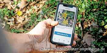 Welche Tiere und Pflanzen gibt es in Hildesheim? Jeder kann per App mitmachen - www.hildesheimer-allgemeine.de
