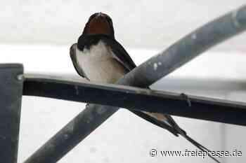 Das Vogtland holt beim Schwalbenschutz auf - Freie Presse