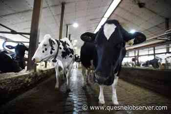 Highly contagious variant could stress Canadian food production, farm groups say - Quesnel Cariboo Observer