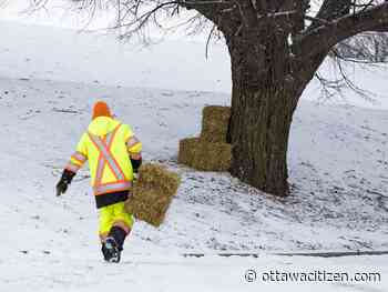 Today's letters: The COVID blame game, sledding at Mooney's and protecting trees at Christmas