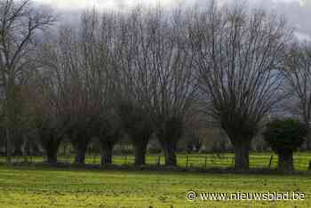 Erfgoeddienst roept hulp in voor inventarisatie historisch waardevolle bomen