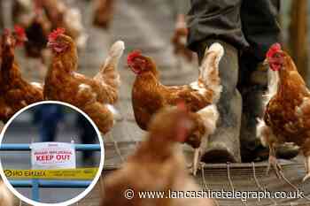 New bird flu outbreak confirmed in Upholland