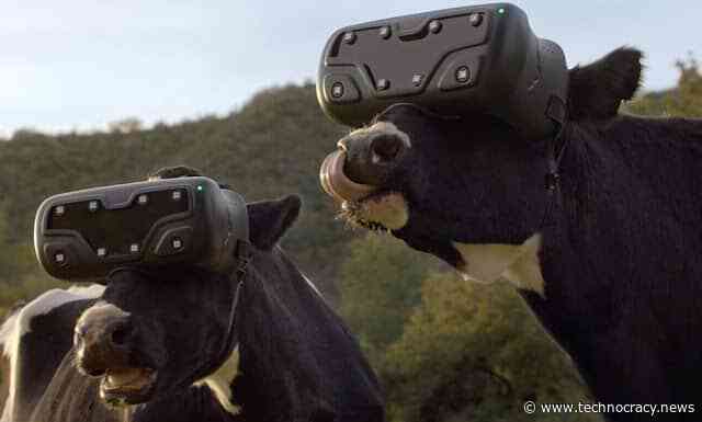 Cows Get VR Headsets To Reduce Anxiety, Increase Milk Production