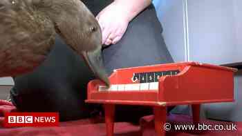 Echo the piano playing duck with a 30-trick repertoire
