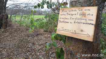 Stadt weist Kritik zurück: Seitenrand-Pflege in Papenburg: Grüne beklagen „Naturzerstörung“ - NOZ