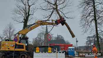 Für neu anzulegende Parkfläche: Kettensäge dröhnt: Bäume werden für Aldi-Neubau in Papenburg gefällt - NOZ
