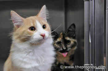 VIDEO: Find Me My Furever Home – Sammy and Pixie at the Chilliwack SPCA – Chilliwack Progress - Chilliwack Progress