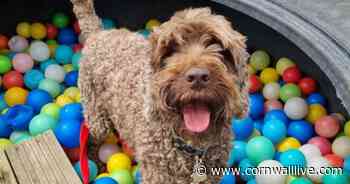 Six adorable dogs seeking new homes in Cornwall - Cornwall Live