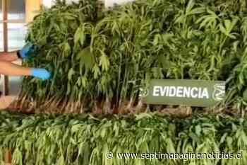 Carabineros incautó 375 plantas de marihuana en sector rural de San Javier - Septima Pagina