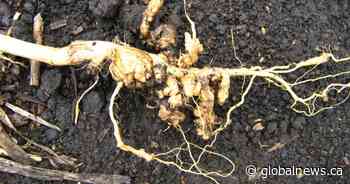 Clubroot identified in more Saskatchewan fields during 2021