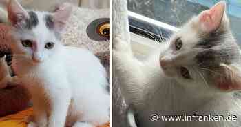 Tierheim Bamberg: Kater Jimmy will sein Schwesterchen nicht verlieren