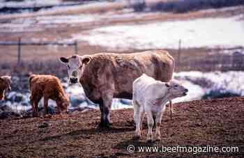 Beef and cattle trade boosting cattle markets