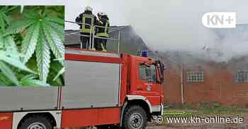 Größte Cannabisplantage seit Jahren in Schleswig-Holstein ausgehoben