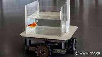 Goldfish trained to drive cars on land
