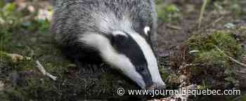 Un trésor de l'époque romaine... déterré par un blaireau