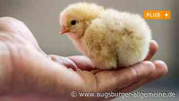 Kükentöten endet: Das sagen Geflügelhöfe im Augsburger Land dazu - Augsburger Allgemeine