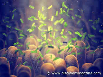 Why Bacteria are the New Disease Fighters