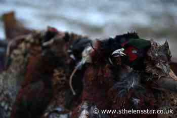 Police discover dead pheasants in boot of delivery driver's car - St Helens Star