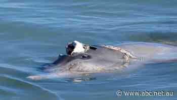Only two handfed dolphins left after spate of deaths at WA's Monkey Mia