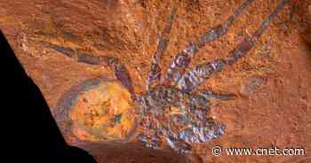 See the stunning finds unearthed at new fossil site in ancient rainforest     - CNET