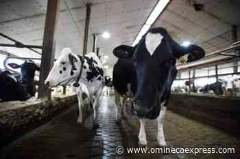 Highly contagious variant could stress Canadian food production, farm groups say - Vanderhoof Omineca Express