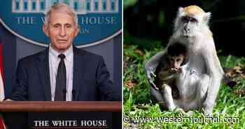 Revealed: Fauci's NIH Division Is Funding a Disturbing Transgender Monkey 'Torture' Study
