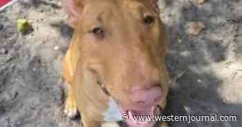 Couple's Dog Disappears Days Before Christmas, Shows Up for Sale States Away