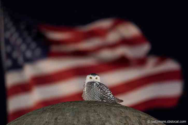 Rare Snowy Owl Soars Over DC, Thrills Crowds