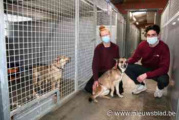 Zeven jaar na gedwongen sluiting waait er een nieuwe wind door dierenasiel: “Dieren moeten hier vooral zichzelf kunnen zijn”