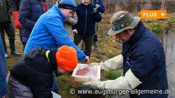 Fischeier sollen das Artensterben in Augsburger Flüssen aufhalten