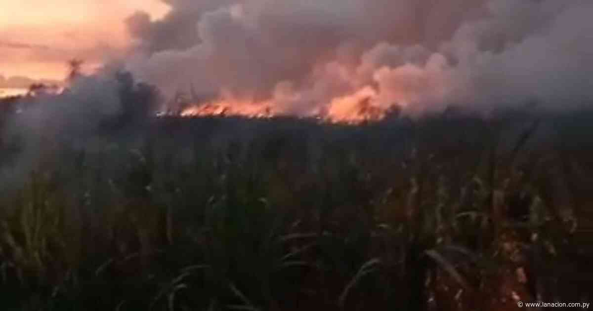 Reportan incendio forestal de grandes proporciones en Nueva Italia - La Nación