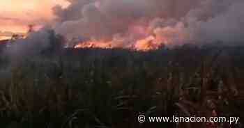 Reportan incendio forestal de grandes proporciones en Nueva Italia - La Nación