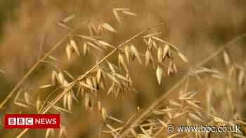Fane Valley: Agri-food firm submits plans for new Craigavon oat mill - BBC News