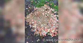 Dog owner issues warning after finding strange pile of food in park - Liverpool Echo