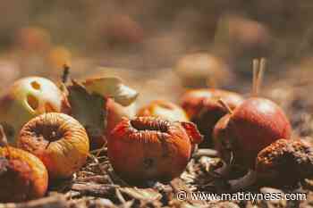 Using natural compounds to fight food waste - Maddyness