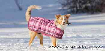 OSPCA offers tips to keep your pets safe in the cold - durhamradionews.com