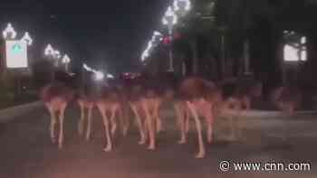 Watch these escaped ostriches go on the run