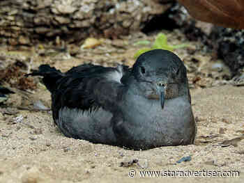 Sea Life Park’s Seabird Sanctuary to reopen