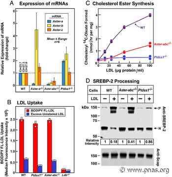 Interplay between Asters/GRAMD1s and phosphatidylserine in intermembrane transport of LDL cholesterol - pnas.org