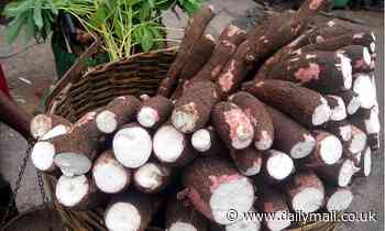 Drought did not spark the collapse of the Maya, study suggests