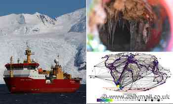 Nature: Antarctica's unique ecosystems are under threat from invasive species 'hitchhiking' on ships