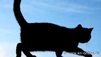 Auf dem Rücken eines Pferdes: US-Familie entdeckt Kater nach Jahren wieder