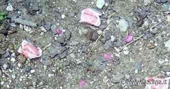 Bocconi avvelenati, il sindaco di Arco lancia l'allarme: “Fate attenzione” - l'Adige - Quotidiano indipendente del Trentino Alto Adige