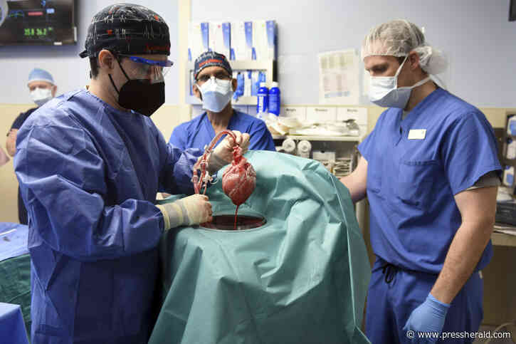 U.S. surgeons transplant pig heart into human patient, a medical 1st - pressherald.com