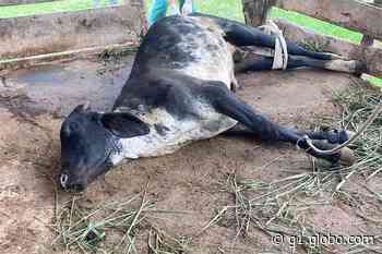 Centro de Zoonoses registra casos de raiva animal em Pilar do Sul - G1