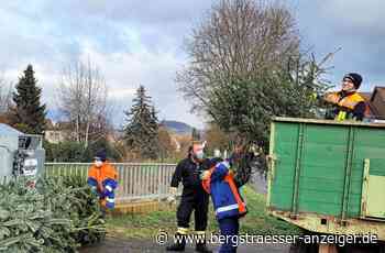 Sammelaktion in Heppenheim: „Schau mal, da läuft ein Baum“ - Heppenheim - Nachrichten und Informationen - Bergsträßer Anzeiger