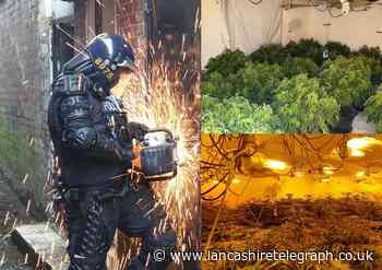 Cannabis grow containing 500 plants being dismantled by police