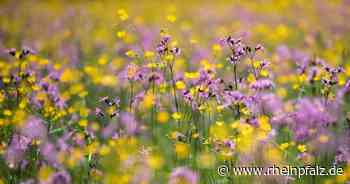 Stiftung Kulturlandschaft pflegt Gemeindeflächen - Rheinpfalz.de
