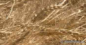 Funding announced for crop-related research in Saskatchewan