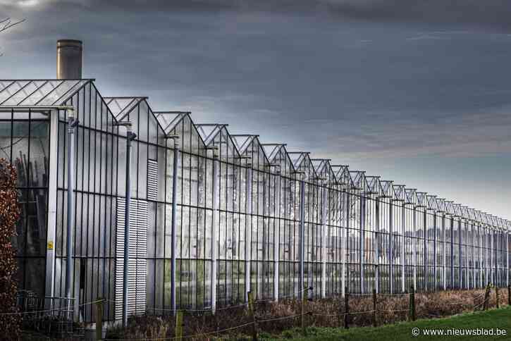 Uitbreidingsplannen tuinbouwer zet kwaad bloed bij buurt: “Een gigantische loods en serres vlak bij de achtertuinen? Dat is van een ander kaliber”